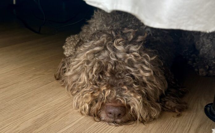 A shaggy gray dog sleeping, but not hiding, under the bed.