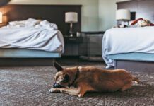 Do Bed Bugs Bite Dogs? Do bed bugs bite dogs? Yes they will bite pets the same as their people.