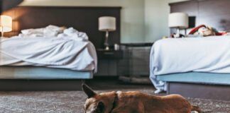 Do bed bugs bite dogs? Yes they will bite pets the same as their people.