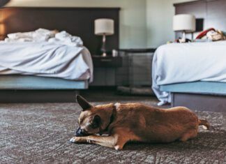 Do Bed Bugs Bite Dogs? Do bed bugs bite dogs? Yes they will bite pets the same as their people.