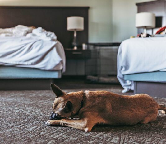 Do Bed Bugs Bite Dogs? Do bed bugs bite dogs? Yes they will bite pets the same as their people.