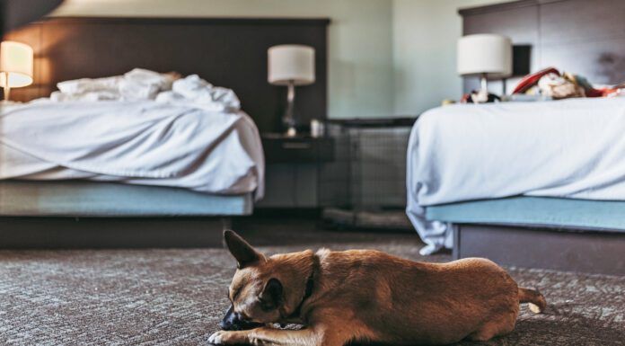 Do Bed Bugs Bite Dogs? Do bed bugs bite dogs? Yes they will bite pets the same as their people.