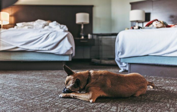 Young German Shepard Mix dog with bone in hotel room in Palm Springs Do bed bugs bite dogs? Yes they will bite pets the same as their people.