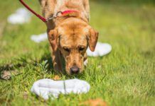 Anise for dogs is a tempting scent with a similar effect as catnip for cats.