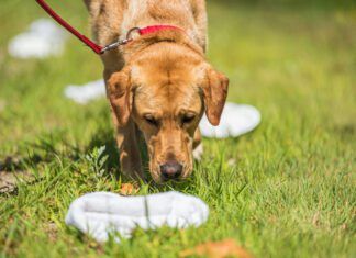 Anise for Dogs Anise for dogs is a tempting scent with a similar effect as catnip for cats.