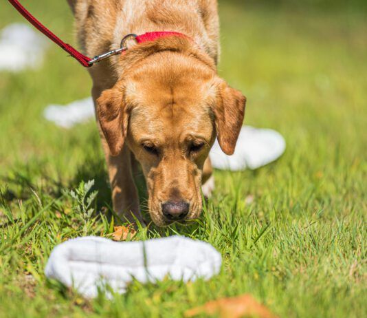 Anise for dogs is a tempting scent with a similar effect as catnip for cats.