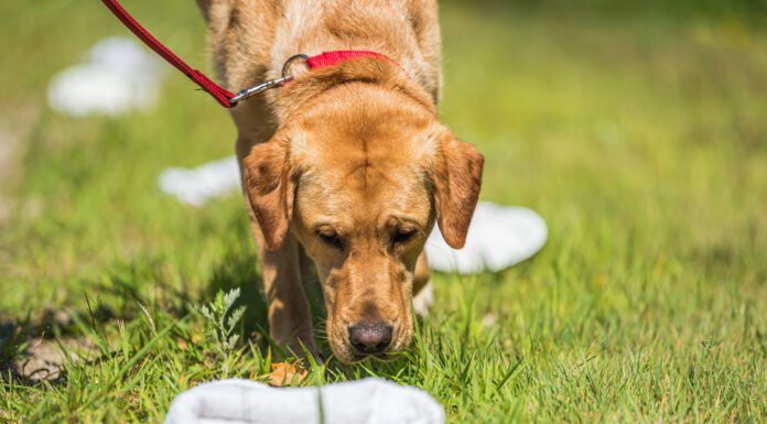 Anise for dogs is a tempting scent with a similar effect as catnip for cats.