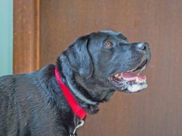 A dog foaming at the mouth isn't always rabid. A dog can foam at the mouth for many reasons.