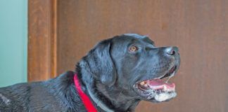 A dog foaming at the mouth isn't always rabid. A dog can foam at the mouth for many reasons.