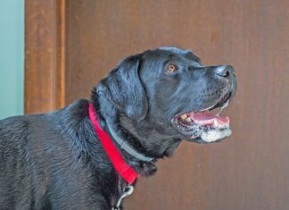 Why is My Dog Foaming at the Mouth? A dog foaming at the mouth isn't always rabid. A dog can foam at the mouth for many reasons.