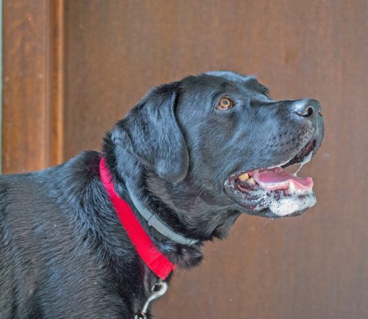 Why is My Dog Foaming at the Mouth? A dog foaming at the mouth isn't always rabid. A dog can foam at the mouth for many reasons.