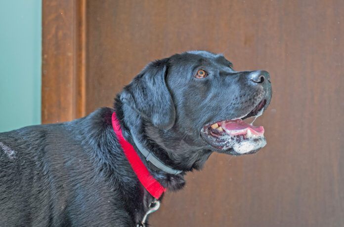 Excited black Labrador retriever heavily salivating with foam around mouth A dog foaming at the mouth isn't always rabid. A dog can foam at the mouth for many reasons.