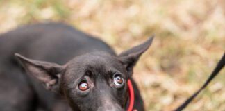 Dogs can have panic attacks, or at least sudden fear episodes that are very similar.