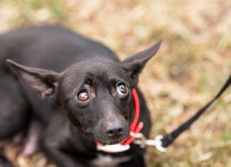 Dogs can have panic attacks, or at least sudden fear episodes that are very similar.