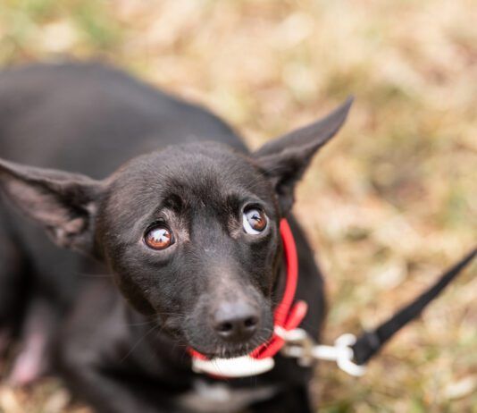 Dogs can have panic attacks, or at least sudden fear episodes that are very similar.