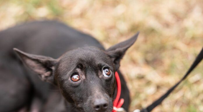 Dogs can have panic attacks, or at least sudden fear episodes that are very similar.