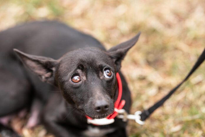 Dogs can have panic attacks, or at least sudden fear episodes that are very similar.