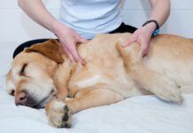 Finding the Right Joint Pain Relief for Your Dog Joint pain relief in dogs take multiple forms like massage, supplements, and injections of medication.