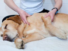 Finding the Right Joint Pain Relief for Your Dog Joint pain relief in dogs take multiple forms like massage, supplements, and injections of medication.