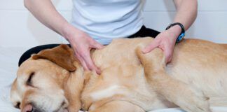 Joint pain relief in dogs take multiple forms like massage, supplements, and injections of medication.