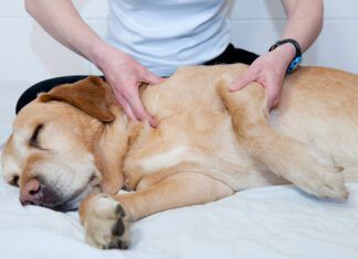 Joint pain relief in dogs take multiple forms like massage, supplements, and injections of medication.