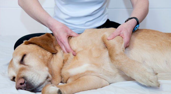 Finding the Right Joint Pain Relief for Your Dog Joint pain relief in dogs take multiple forms like massage, supplements, and injections of medication.