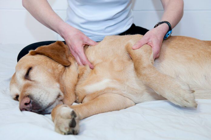 Joint pain relief in dogs take multiple forms like massage, supplements, and injections of medication.