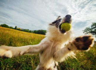 Could My Dog Have ADHD? A dog with a tennis ball leaping playfully up. Leaping continuously is an obssessive behavior that is similar to ADHD in dogs.