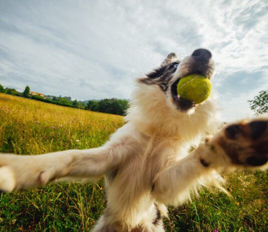 A dog with a tennis ball leaping playfully up. Leaping continuously is an obssessive behavior that is similar to ADHD in dogs.