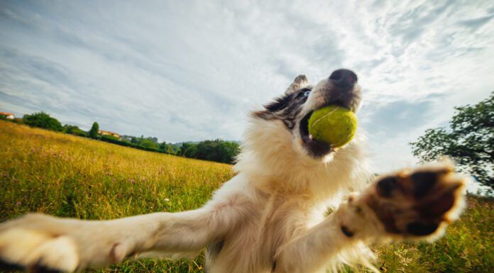 A dog with a tennis ball leaping playfully up. Leaping continuously is an obssessive behavior that is similar to ADHD in dogs.