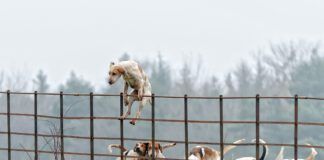 Not all temporary fencing for dogs can keep dogs restrained as this dog climbing over a fence demonstrates.