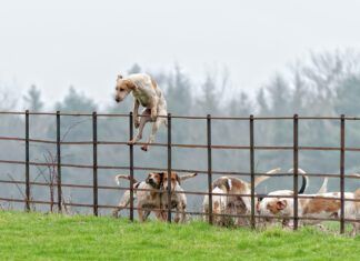 Not all temporary fencing for dogs can keep dogs restrained as this dog climbing over a fence demonstrates.