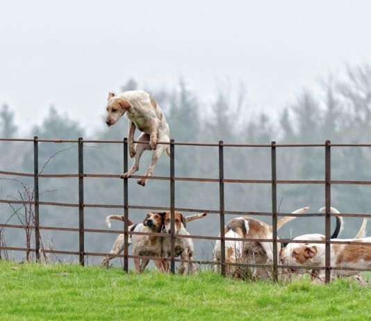 Not all temporary fencing for dogs can keep dogs restrained as this dog climbing over a fence demonstrates.