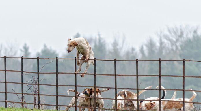 Not all temporary fencing for dogs can keep dogs restrained as this dog climbing over a fence demonstrates.