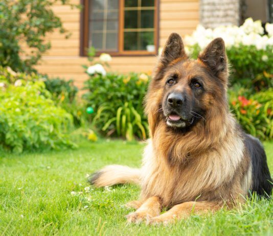 Pet safe weed killer can keep your yard looking great while keeping your dog safe.