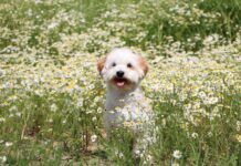 Chamomile for Dogs A dog sitting in a field of flowering chamomile, that may used to treat some of his ailments.