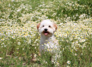 Chamomile for Dogs A dog sitting in a field of flowering chamomile, that may used to treat some of his ailments.