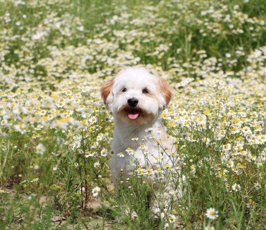 Chamomile for Dogs A dog sitting in a field of flowering chamomile, that may used to treat some of his ailments.