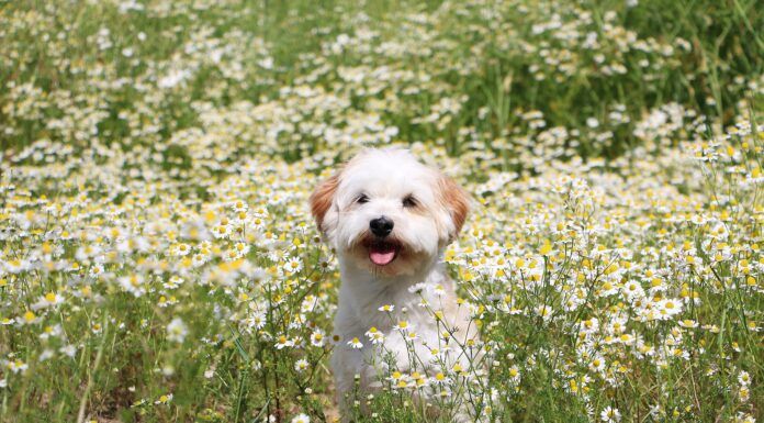Chamomile for Dogs A dog sitting in a field of flowering chamomile, that may used to treat some of his ailments.