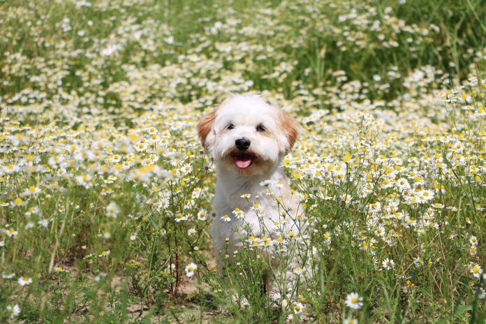 A dog sitting in a field of flowering chamomile, that may used to treat some of his ailments.