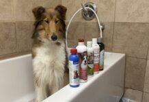 We tested five shampoos to find out which is the best flea and tick shampoo.