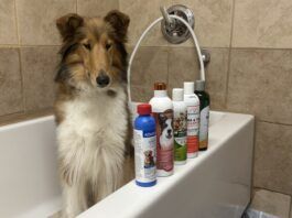 We tested five shampoos to find out which is the best flea and tick shampoo.