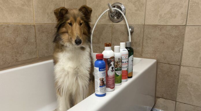 We tested five shampoos to find out which is the best flea and tick shampoo.