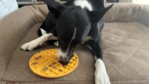 The Belgian Waffle shaped lick mat can be used to serve your dog a variety of foods.