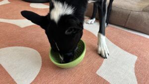 When it comes to slowing a dog's eating down the Lick Mat wobble does the job.