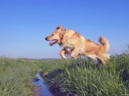 Why do dogs have tails? Their tails help them with balance, mobility, and communication.
