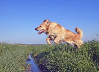 Why do dogs have tails? Their tails help them with balance, mobility, and communication.