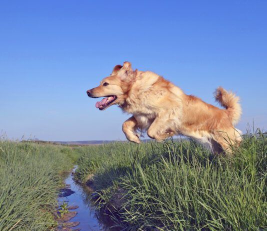 Why do dogs have tails? Their tails help them with balance, mobility, and communication.