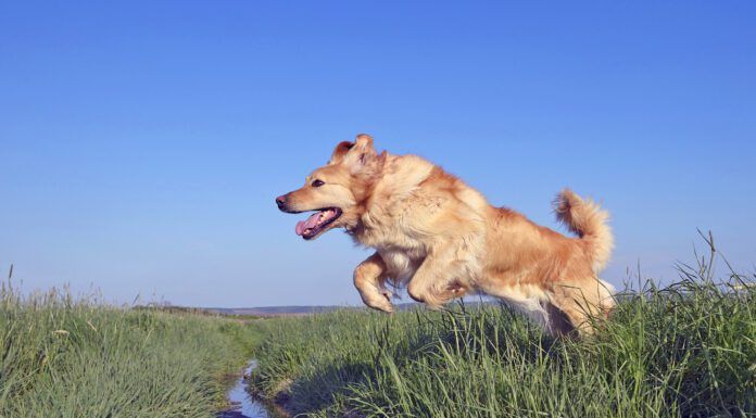 Why do dogs have tails? Their tails help them with balance, mobility, and communication.