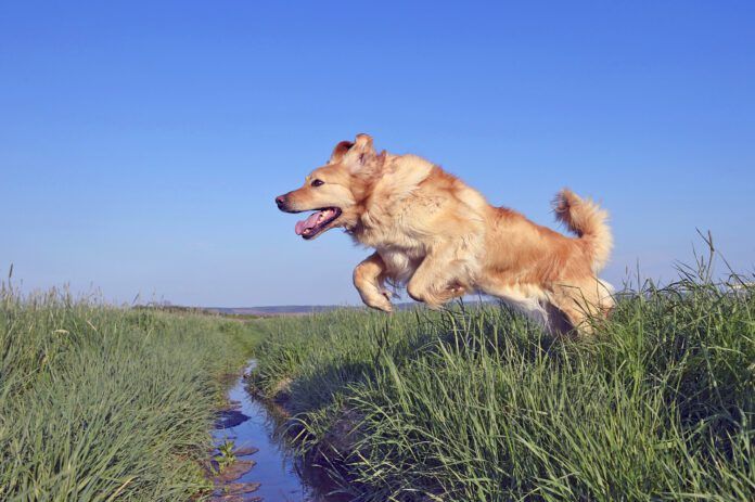 Why do dogs have tails? Their tails help them with balance, mobility, and communication.